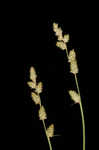 Silvery sedge